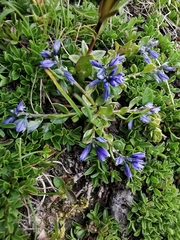 Polygala alpina
