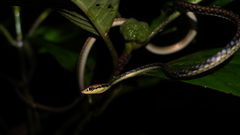 Dendrelaphis haasi