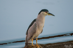 Nycticorax nycticorax image
