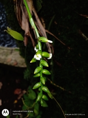 Catopsis sessiliflora