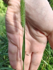 Phleum pratense