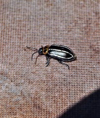 Disonycha conjuncta