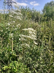 Valeriana officinalis