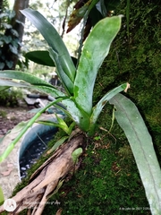Catopsis sessiliflora