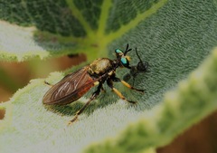 Lampria rubriventris