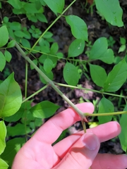 Fraxinus biltmoreana