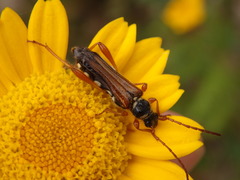 Stenopterus mauritanicus