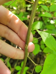 Fraxinus biltmoreana