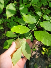 Fraxinus biltmoreana