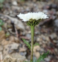 Leucanthemum halleri