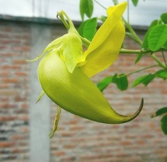 Crotalaria cunninghamii