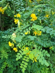 Colutea