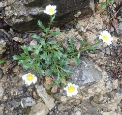 Leucanthemum halleri