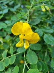 Colutea