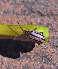 Disonycha bicarinata