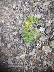 Descurainia sophioides