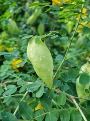 Colutea