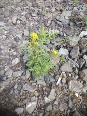 Descurainia sophioides