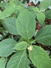 Impatiens parviflora