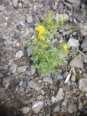 Descurainia sophioides