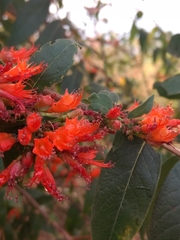 Woodfordia fruticosa