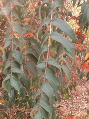 Woodfordia fruticosa