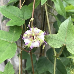 Passiflora