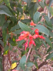 Woodfordia fruticosa