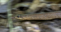 Stenorrhina degenhardtii