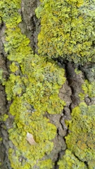 Xanthoria parietina