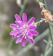 Stephanomeria elata