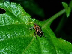 Graptostethus servus