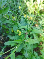 Sisymbrium officinale
