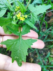Sisymbrium officinale
