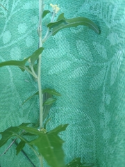 Sisymbrium officinale