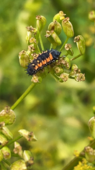 Harmonia axyridis