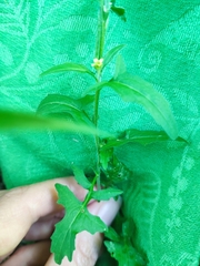 Sisymbrium officinale