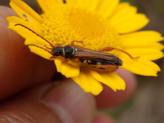 Stenopterus mauritanicus