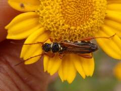 Stenopterus mauritanicus