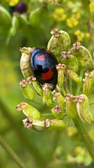 Harmonia axyridis