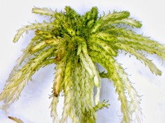 Sphagnum recurvum