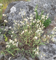 Silene uniflora