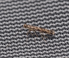 Neurobathra strigifinitella