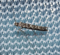 Neurobathra strigifinitella