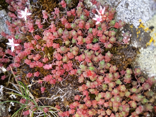 English Stonecrop