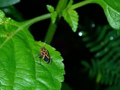 Graptostethus servus