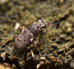 Hypseus axillaris