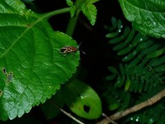 Graptostethus servus