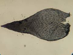 Sphagnum recurvum