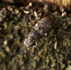 Hypseus axillaris